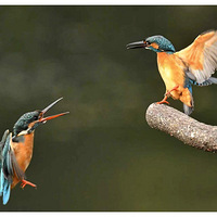 ����Ĵ��쵽��