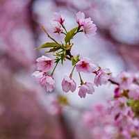 ����ֲ��԰�Ĵ�֮�����ģ�