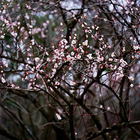 ����ֲ��԰�Ĵ�֮��������