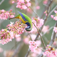 �ȸ�Ҷ�Ǻ�����