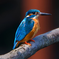 Ұ������