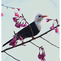 ɽӣ���ϵĺ���