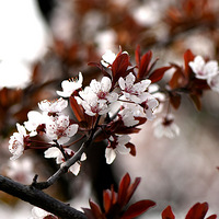 ���ڴ���Ļ�������Ҷ�