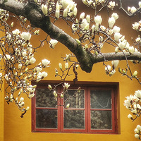 ������ʢ����