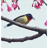 ɽӣ���ϵ�̫����