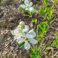 �����ţ������ţ���������