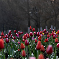 ���緱����̫����������չ��