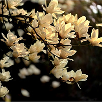 ����ʢ��