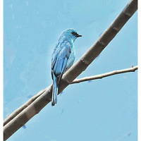 �������ű��ϵ�ͭ����