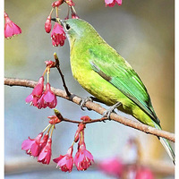 ɽӣ���ϵĳȸ�Ҷ��