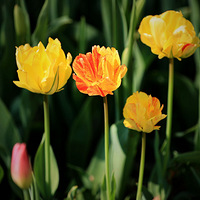 ̫���������㣨2��