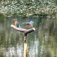 ���������ڳǶ���԰��ѩ������С�����ĵ���ֻƯ����С����