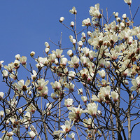 ��Ӱ����2603 ������3��13��