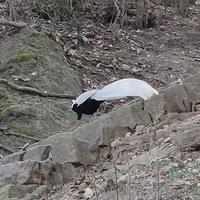 ������ż�����Ҷ�����������"��������"�����£��׷�ˡ�������