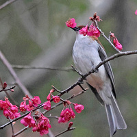 ֲ��԰��ӣ�����вɻ��������̽���