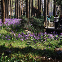 ����ɫ��