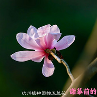 лĻǰ�Ĳ��á�������ֲ��԰��������