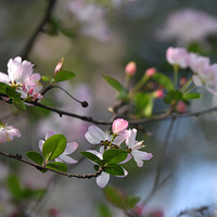 ���Ļ�����