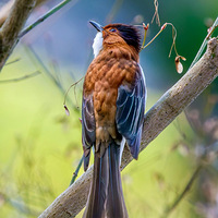 һ�š���ɵ�ë���ӣ��������̽���