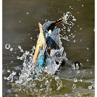 ץ���׮�Ĵ���