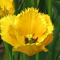 ���̵�������