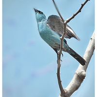 �������ŵ�ͭ���l��2��