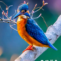 ��֦��Ӱ���ּ�����