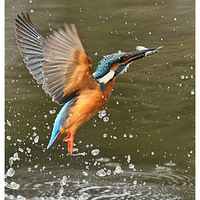 ץ�����Ĵ���