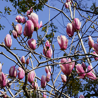 ��Ӱ����2603 ������3��21��