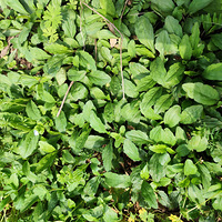 ���ſڵĴ���������