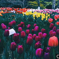 ������˰�����ǵĻ�����