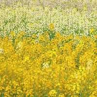 ���پ�������ѣ���ɫ����������