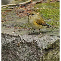 Ұ�ĵĺ�в��β�