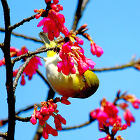 ӣ���ϵ�С��