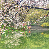 ӣ��ʢ�����ڹ�̶