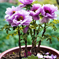 �������������˺͡�ĵ������Ʒչ