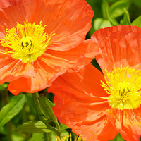 ��Ӱ����2603 ����������