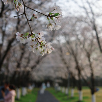 ���������ӣ���Ѿ�ʢ����