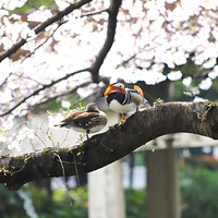 ����֮����������԰