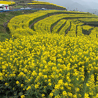 ɽ��������Ȫ��