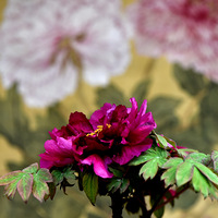 ������ĵ����չ��