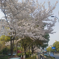 ����һ��ӣ��ʱ�����ֹŴ�ӣ��·