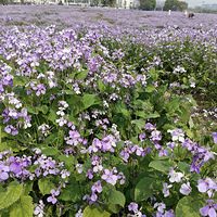 �����봺�칲��