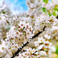 ����ȥ������Ѱ������