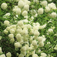 ���پ�����ʪ������ͽ��·�߱����