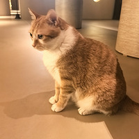 ������ʫ