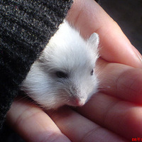 ��ݭ�ҵı���������ɹһ�¹������������