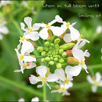 ���졣���˼�