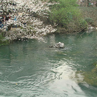 ٻӰ�岨ӣ����