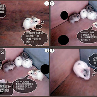 ��������������Ů��װ�������������